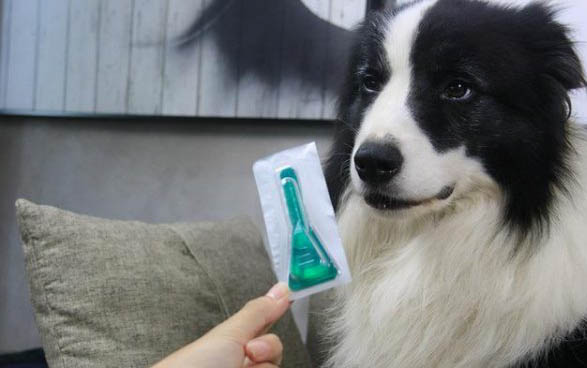 犬瘟多久會拉稀