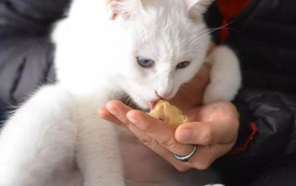 狗狗洗澡后為什么放屁多了