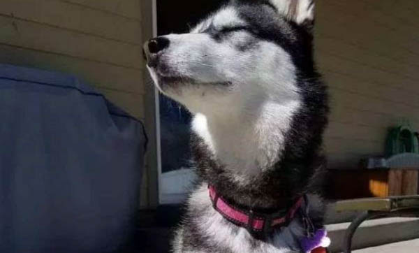 如果狗狗在家到處撒尿怎么辦