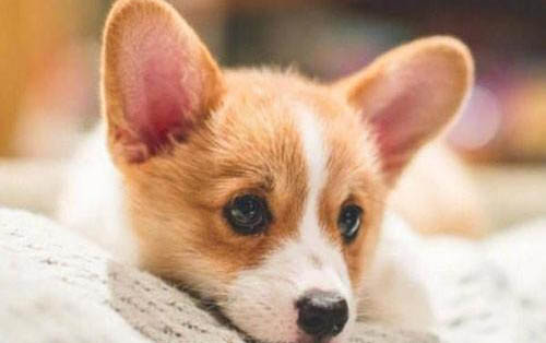狗狗吐雞蛋清一樣的粘液