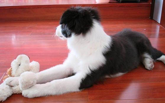 蘇俄牧羊犬的原產地在哪里