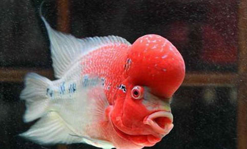 如何養(yǎng)羅漢魚(yú)養(yǎng)羅漢魚(yú)注意事項(xiàng)大全