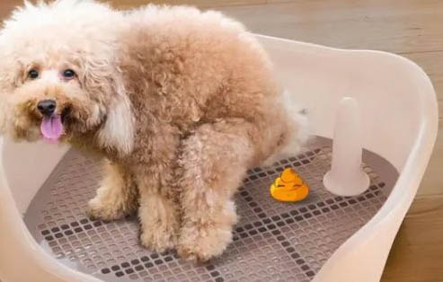 土方法給狗狗避孕靠譜嗎
