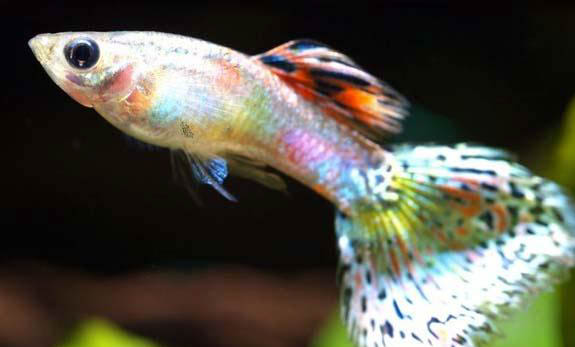 孔雀魚多長時間繁殖一次