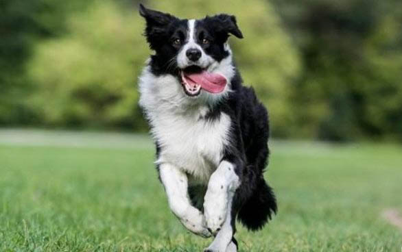 為什么邊牧不能做警犬