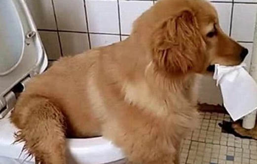 幼犬大便成形但粘地