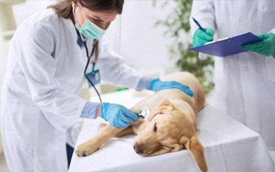 狗狗翻腸子多久能好？
