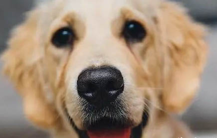 犬瘟抽搐后還能活多久