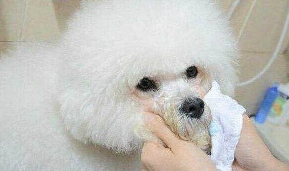 怎么徹底根除狗狗身上的虱子