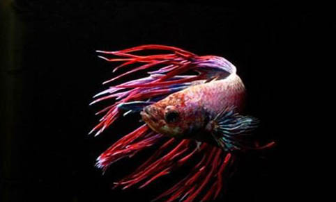紅色觀賞魚有哪些品種?