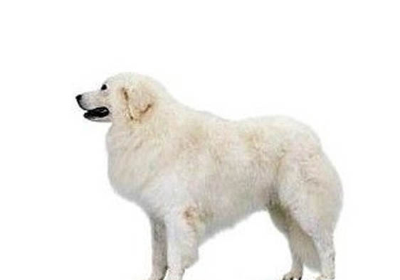 狗狗撕扯狗窩的原因及處理方法