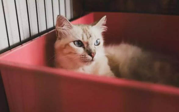 小貓冬天會冷嗎