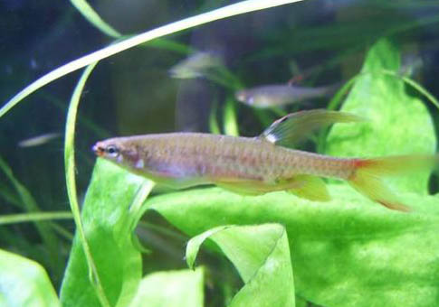 如何判斷魚卵死了