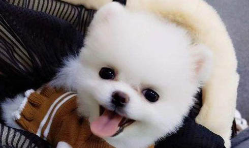 狗狗能吃火龍果嗎