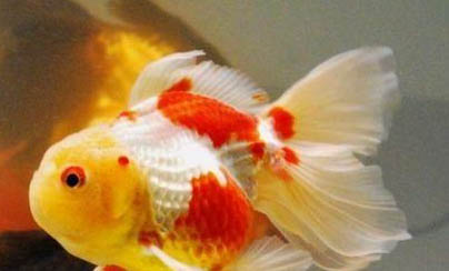 金魚掉魚鱗的原因以及處理方法