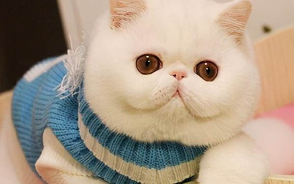 貓咪洗澡不吹干可以嗎
