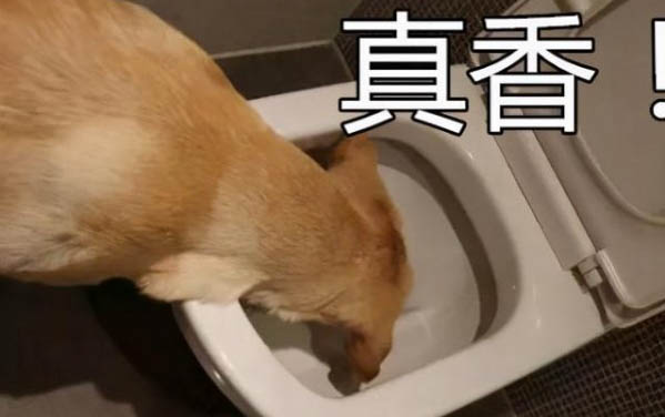 買狗狗去哪里買比較好