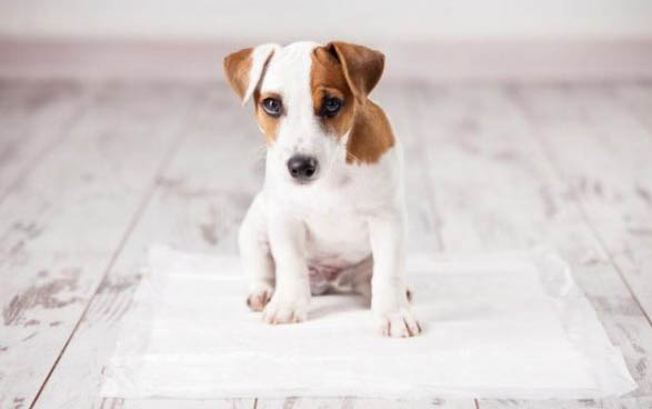 幼犬第一針疫苗可以打八聯嗎?