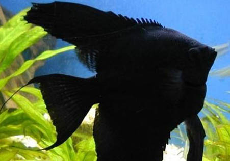 神仙魚多久換一次水