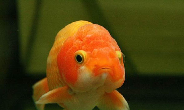 魚生病了加鹽可以嗎