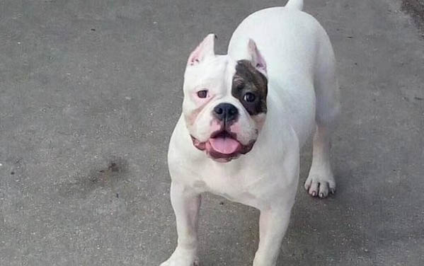 怎么解決幼犬晚上叫的情況