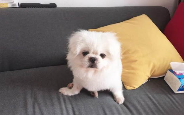 狗狗的眼睛護理技巧