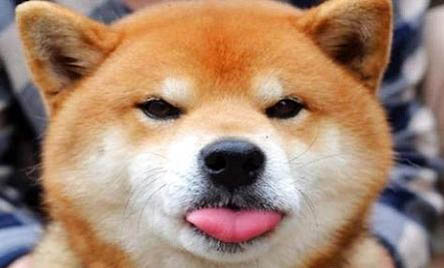 兩個月日本柴犬可以洗澡嗎