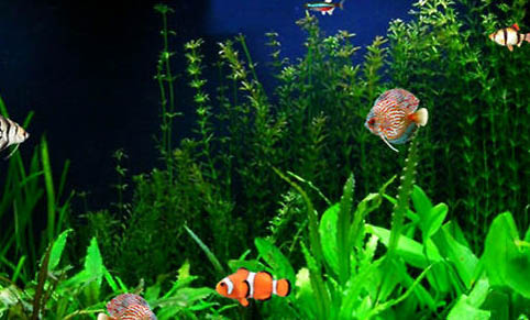地圖魚鸚鵡魚混養注意事項