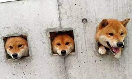哪里有柴犬賣