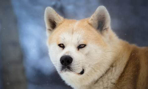 柴犬會咬人嗎?