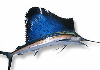 冬天鯽魚釣深還是釣淺
