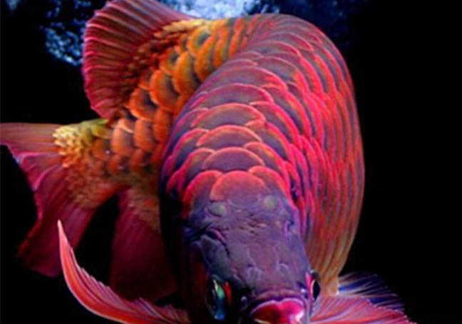 六角恐龍魚怎么分公母呢?