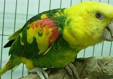 玄鳳鸚鵡拉綠色糞便