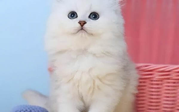 小貓咪的壽命一般是多少年