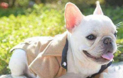 棉花面紗犬哪里有賣
