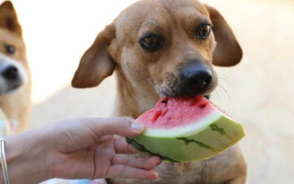 泰迪狗慢性胰腺炎癥狀