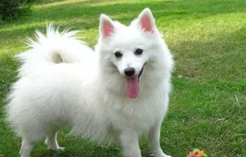 銀狐犬和薩摩耶有五大區別