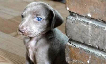威瑪獵犬身體發抖的原因及處理方法