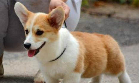 2個月幼犬呼吸急促