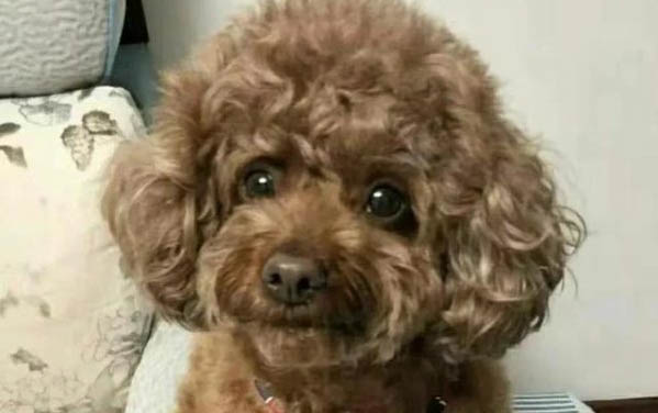 狗狗能吃蘋果嗎