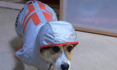電影忠犬八公是什么狗啊?