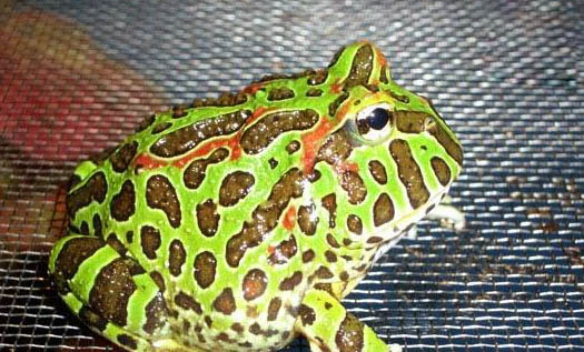 角蛙飼養方法