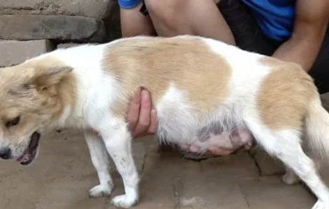 狗狗膀胱結石是什么癥狀?