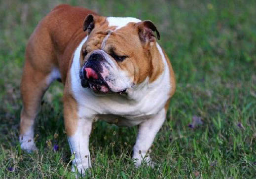 法國斗牛犬多久洗一次澡？
