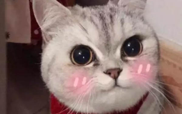 貓咪突然沒精神總睡覺
