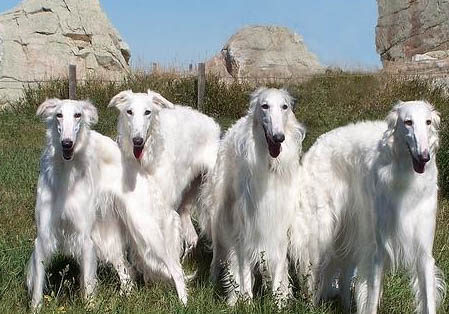 蘇俄獵狼犬什么價位