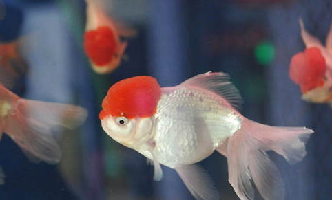 金魚(yú)一次喂幾顆飼料