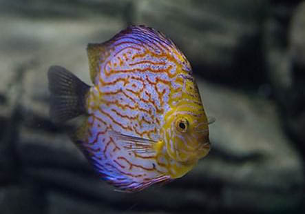 神仙魚怎么分公母