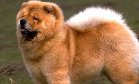 白色松獅犬價格多少錢一只