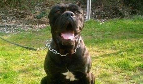 護衛犬有哪些